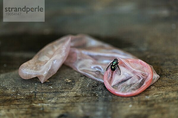 Stillleben  Fliege auf einem benutzten Kondom symbolisiert Vergänglichkeit  Köln  Nordrhein-Westfalen  Deutschland  Europa