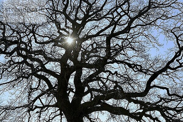 Baumkrone  Eiche (Quercus) im Gegenlicht mit Sonnenstern  blauer Himmel  Nordrhein-Westfalen  Deutschland  Europa