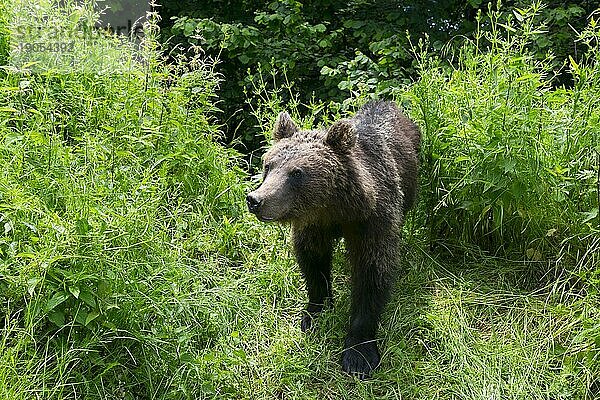 Erwachsener Europäischer Braunbär (Ursus arctos arctos)  Siebenbürgen  Karpaten  Rumänien  Europa