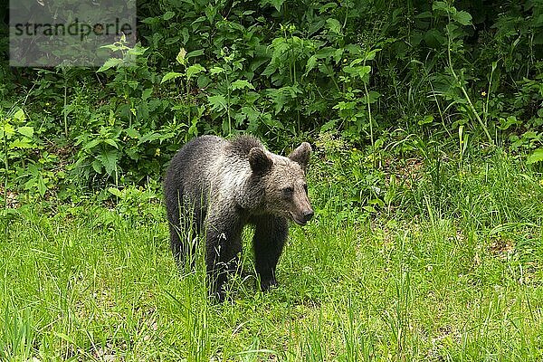 Erwachsener Europäischer Braunbär (Ursus arctos arctos)  Siebenbürgen  Karpaten  Rumänien  Europa