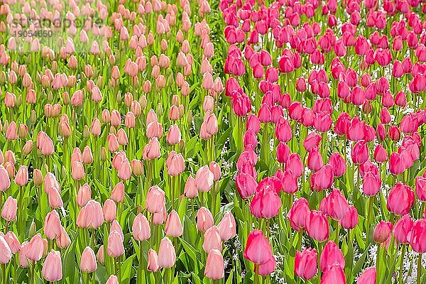 Tulpenfeld mit vielen blühenden rosa Tulpen