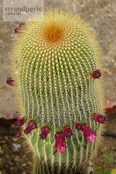 Nahaufnahme eines Neobuxbaumia Polylopha Kaktus mit bunten Blüten