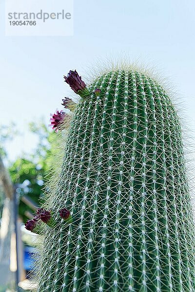 Nahaufnahme eines Neobuxbaumia Polylopha Kaktus mit bunten Blüten