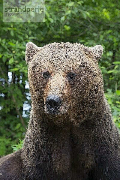 Erwachsener Europäischer Braunbär (Ursus arctos arctos)  Siebenbürgen  Karpaten  Rumänien  Europa