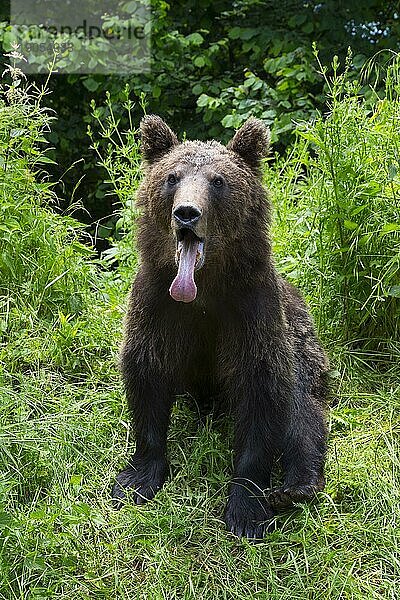 Erwachsener Europäischer Braunbär (Ursus arctos arctos)  Siebenbürgen  Karpaten  Rumänien  Europa