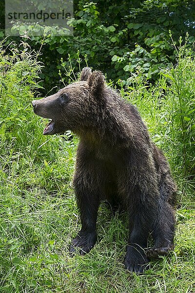 Erwachsener Europäischer Braunbär (Ursus arctos arctos)  Siebenbürgen  Karpaten  Rumänien  Europa