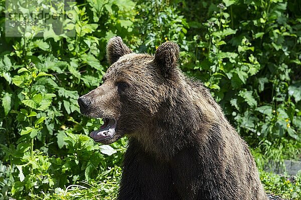 Erwachsener Europäischer Braunbär (Ursus arctos arctos)  Siebenbürgen  Karpaten  Rumänien  Europa