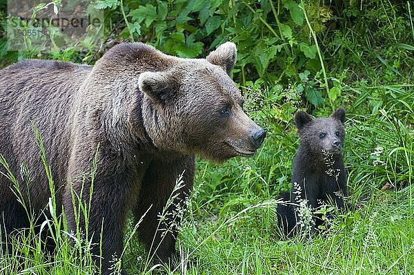 Erwachsener Europäischer Braunbär (Ursus arctos arctos) mit Jungtier  Siebenbürgen  Karpaten  Rumänien  Europa