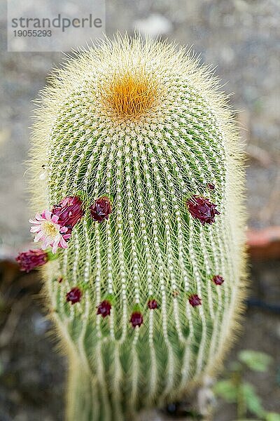 Nahaufnahme eines Neobuxbaumia Polylopha Kaktus mit bunten Blüten