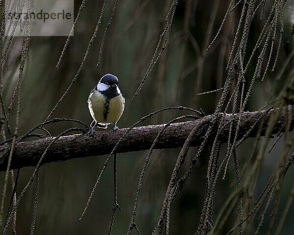 Kohlmeise (Parus major) im Gegenlicht  auf Ast stehend und nach rechts schauend  Dortmund  Deutschland  Europa