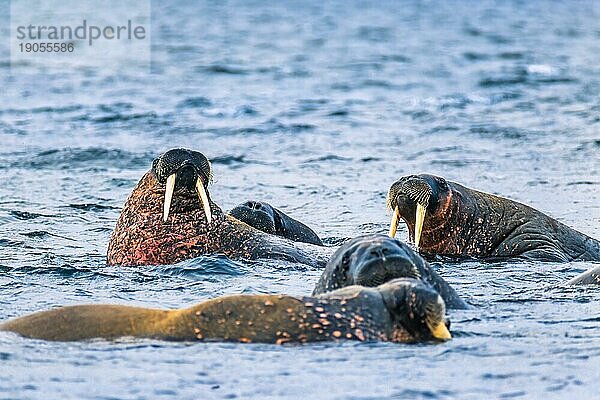 Gruppe von Walrossen im Wasser auf der Insel Svalbard  Svalbard