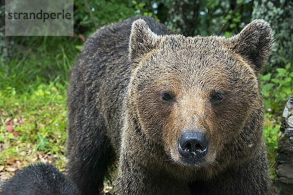 Erwachsener Europäischer Braunbär (Ursus arctos arctos)  Siebenbürgen  Karpaten  Rumänien  Europa