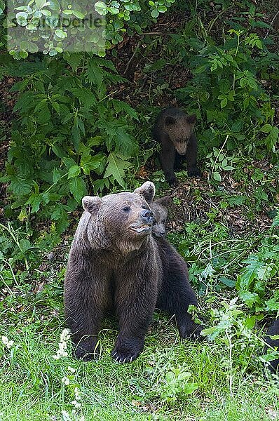 Erwachsener Europäischer Braunbär (Ursus arctos arctos) mit Jungtieren  Siebenbürgen  Karpaten  Rumänien  Europa