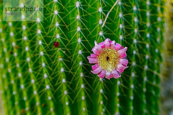 Nahaufnahme eines Neobuxbaumia Polylopha Kaktus mit bunten Blüten