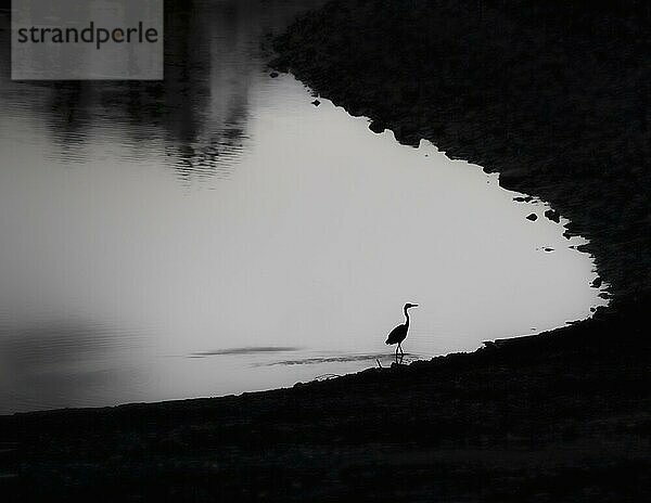 Graureiher (Ardea cinerea) als Silhouette am Uferrand schreitend  schwarz weiß  minimalistisch  Heringhausen  Diemelsee