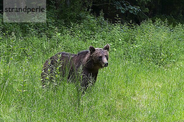 Erwachsener Europäischer Braunbär (Ursus arctos arctos)  Siebenbürgen  Karpaten  Rumänien  Europa