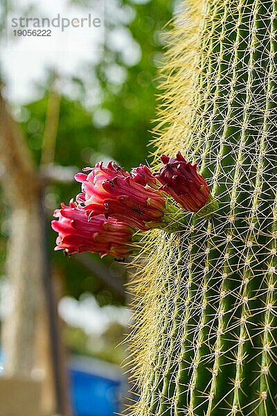 Nahaufnahme eines Neobuxbaumia Polylopha Kaktus mit bunten Blüten