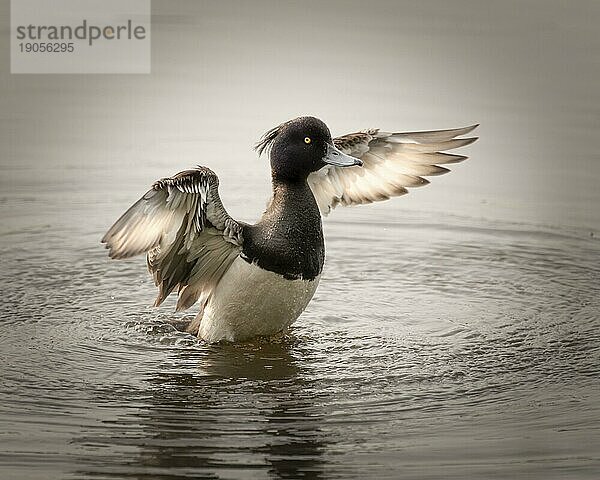 Reiherente (Aythya fuligula) auf dem Wasser  die Flügel im Gegenlicht ausbreitend  Wischer  Wassertropfen am Körper  Schwerte  Deutschland  Europa