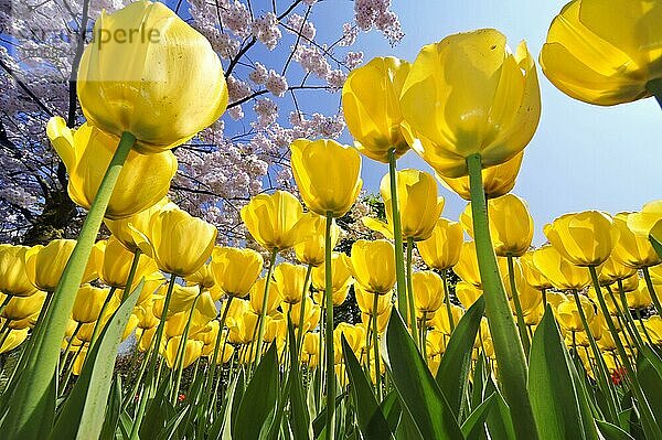 Blick aus der Froschperspektive auf ein Blumenbeet mit gelben Tulpen (Tulipa) und einem blühenden Japanische Blütenkirsche (Prunus serrulata) im Blumengarten des Keukenhofs im Frühling in der Nähe von Lisse  Holland  Niederlande  Europa