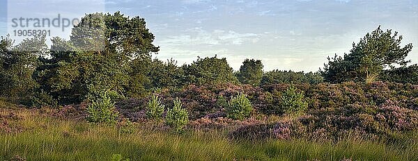 Der Naturpark De Zoom  Kalmthoutse Heide mit blühendem Heidekraut im Sommer  Belgien  die Niederlande  Europa