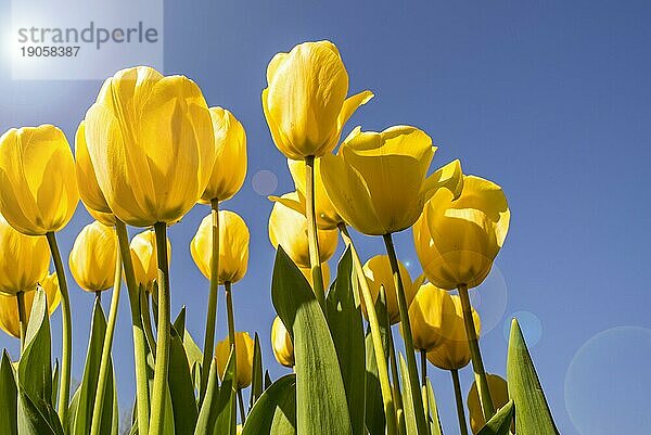 Ansicht aus der Froschperspektive: gelbe Tulpen (Tulipa) blühen im Frühling vor blauem Himmel