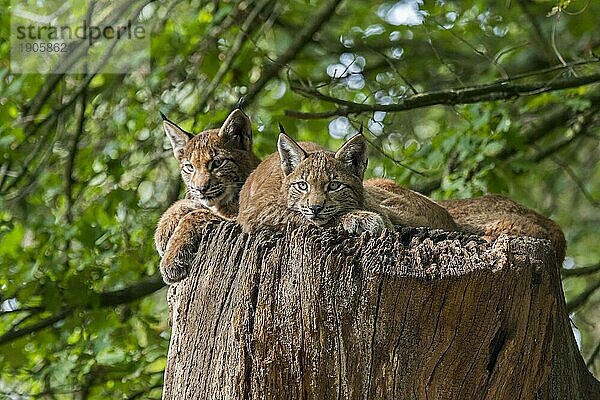 Drei junge Europäische Luchse (Lynx lynx)  die sich auf einem Baumstamm im Wald ausruhen