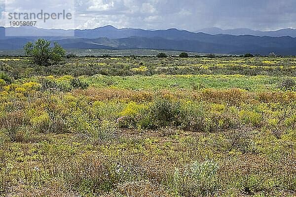 Typische Karoo Vegetation entlang der landschaftlich reizvollen Route 62  R62  historische Straße von Robertson nach Oudtshoorn  Westkapprovinz Südafrika