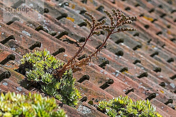 Dachhauswurz (Sempervivum tectorum)  der auf einem alten Hausdach mit roten Dachziegeln wächst  das traditionell zum Schutz von Gebäuden gegen Blitzeinschlag diente