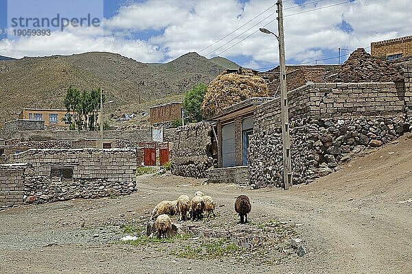 Schafherde auf der Straße der staubigen  kleinen Grenzstadt Qotur  Westaserbaidschan Iran