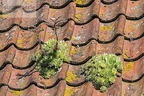 Dachhauswurz (Sempervivum tectorum)  der auf einem alten Hausdach mit roten Dachziegeln wächst  das traditionell zum Schutz von Gebäuden gegen Blitzeinschlag diente
