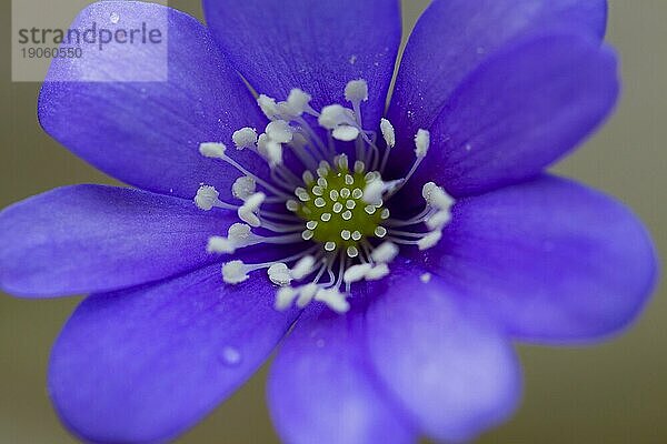 Gemeiner Leberblümchen (Hepatica nobilis) (Anemone hepatica)  Leberblümchen  Nierenblümchen  Pfennigkraut blühen in Schweden  Skandinavien