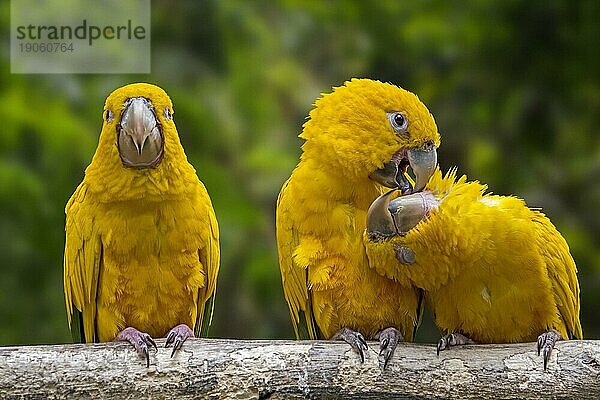 Drei Goldsittiche (Guaruba guarouba)  Goldsittiche auf einem Baum sitzend  neotropischer Papagei  der im Amazonasbecken im nördlichen Binnenland Brasiliens heimisch ist