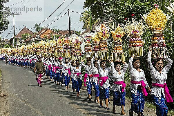 Prozession traditionell gekleideter Frauen  die in der Nähe von Ubud  Regentschaft Gianyar auf der Insel Bali  Indonesien  Tempelopfergaben  Gebogans  auf dem Kopf tragen  Asien