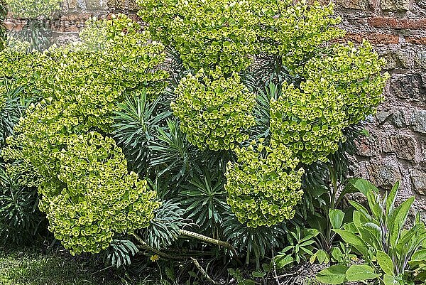 Palisadenwolfsmilch (Euphorbia characias)  Albanische Wolfsmilch Immergrüner Strauch  der in der traditionellen Medizin verwendet wird  im Kräutergarten