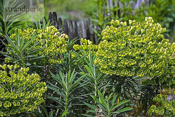 Palisadenwolfsmilch (Euphorbia characias)  Albanische Wolfsmilch Immergrüner Strauch  der in der traditionellen Medizin verwendet wird  im Kräutergarten