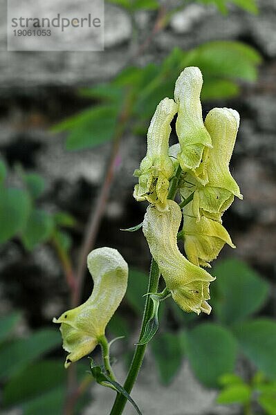 Nördlicher Eisenhut (Aconitum vulparia) in Blüte  Italien  Europa