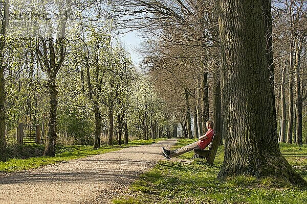 Mann ruht sich auf einer Bank an einem Weg mit blühenden Obstbäumen im Frühling aus  Gelderland  Niederlande  Europa