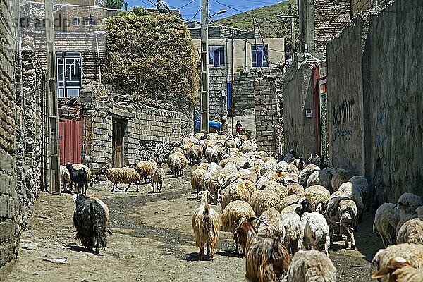 Schafherde auf der Straße der staubigen  kleinen Grenzstadt Qotur  Westaserbaidschan Iran