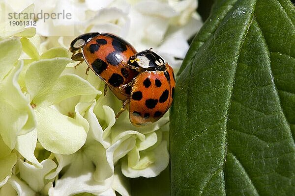 Marienkäfer (Coccinellidae) bei der Paarung im Garten