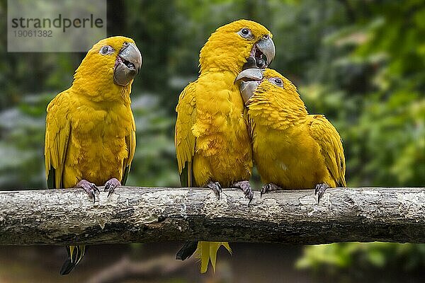 Drei Goldsittiche (Guaruba guarouba)  Goldsittiche auf einem Baum  ein neotropischer Papagei  der im Amazonasbecken im Norden Brasiliens heimisch ist. Digitales Kompositum