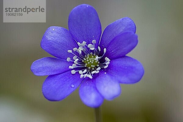 Gemeiner Leberblümchen (Hepatica nobilis) (Anemone hepatica)  Leberblümchen  Nierenblümchen  Pfennigkraut blühen in Schweden  Skandinavien