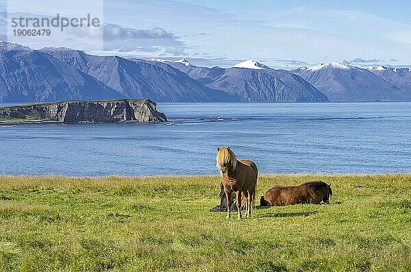 Lustige Islandponys mit stylischem Haarschnitt grasen auf einer Weide im Norden Islands