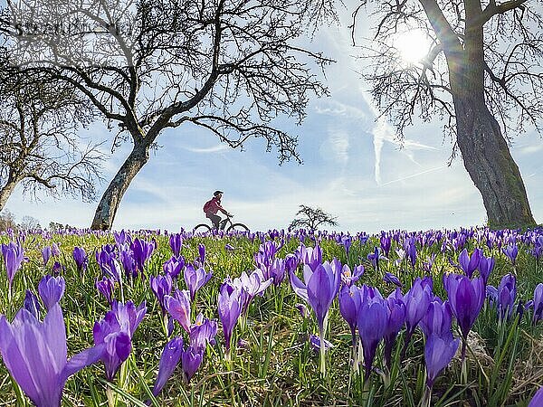 Fröhliche junge Frau  die im Frühjahr mit ihrem elektrischen Mountainbike auf einer Wiese mit bunt blühenden Krokussen unterwegs ist