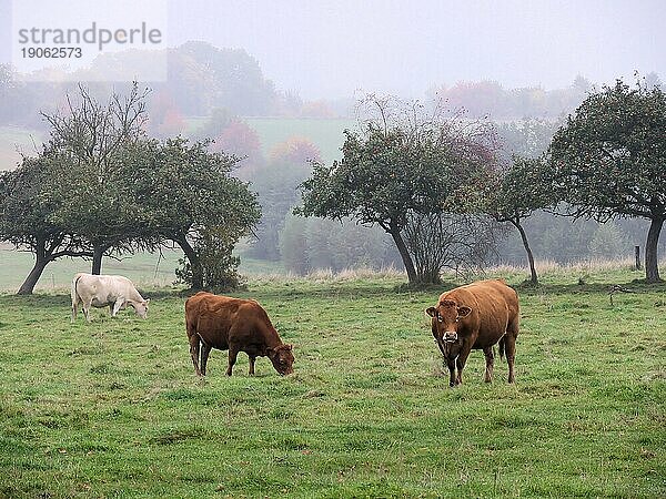 Drei Kühe  zwei braune  eine hellbraune  auf der Weide  frühmorgends im Nebel