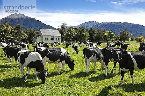 Viehzucht in Neuseeland