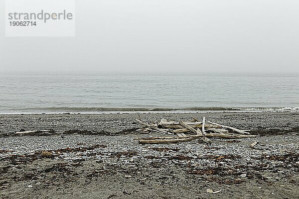 Treibholz am Strand  nördlicher Sankt Lorenz Strom  Provinz Quebec  Kanada  Nordamerika