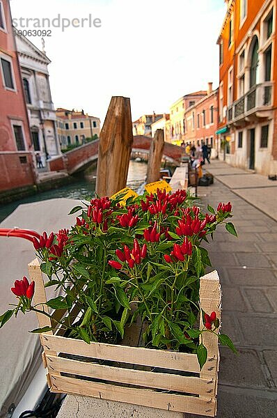 Venedig Italien rote Chilipflanzen Nahaufnahme