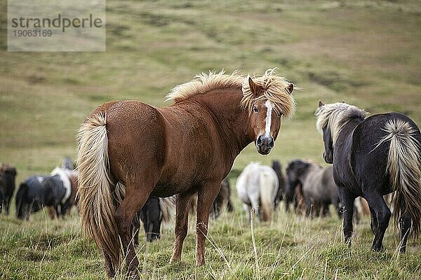 Lustige Islandponys mit stylischem Haarschnitt grasen auf einer Weide im Norden Islands