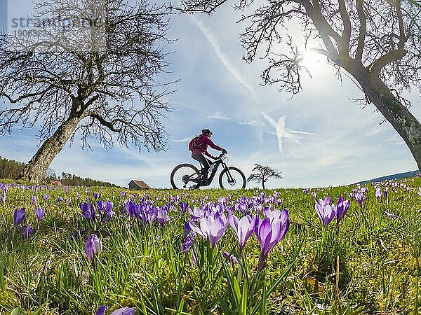 Fröhliche junge Frau  die im Frühjahr mit ihrem elektrischen Mountainbike auf einer Wiese mit bunt blühenden Krokussen unterwegs ist