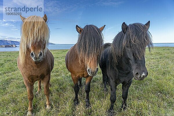 Lustige Islandponys mit stylischem Haarschnitt grasen auf einer Weide im Norden Islands  Iceland  Island  Europa